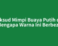 Maksud Mimpi Buaya Putih dan Mengapa Warna Ini Berbeza